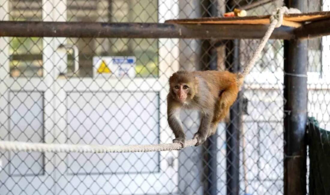 Hatay’da kötü muamele gördüğü için koruma altına alınan ‘makak’ cinsi