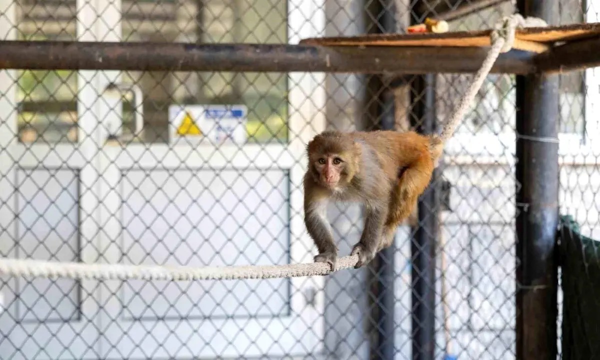 Hatay’da kötü muamele gördüğü için koruma altına alınan ‘makak’ cinsi