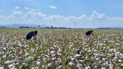 Hatay Tarım ve Orman Müdürlüğü ekipleri, kentte tarımsal üretimin kalitesini