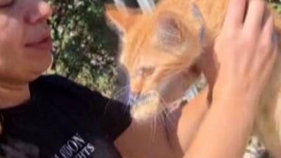 Hatay’ın Altınözü ilçesinde, tırmandığı ağaçta mahsur kalan bir kedi itfaiye
