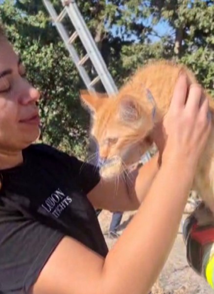 Hatay’ın Altınözü ilçesinde, tırmandığı ağaçta mahsur kalan bir kedi itfaiye