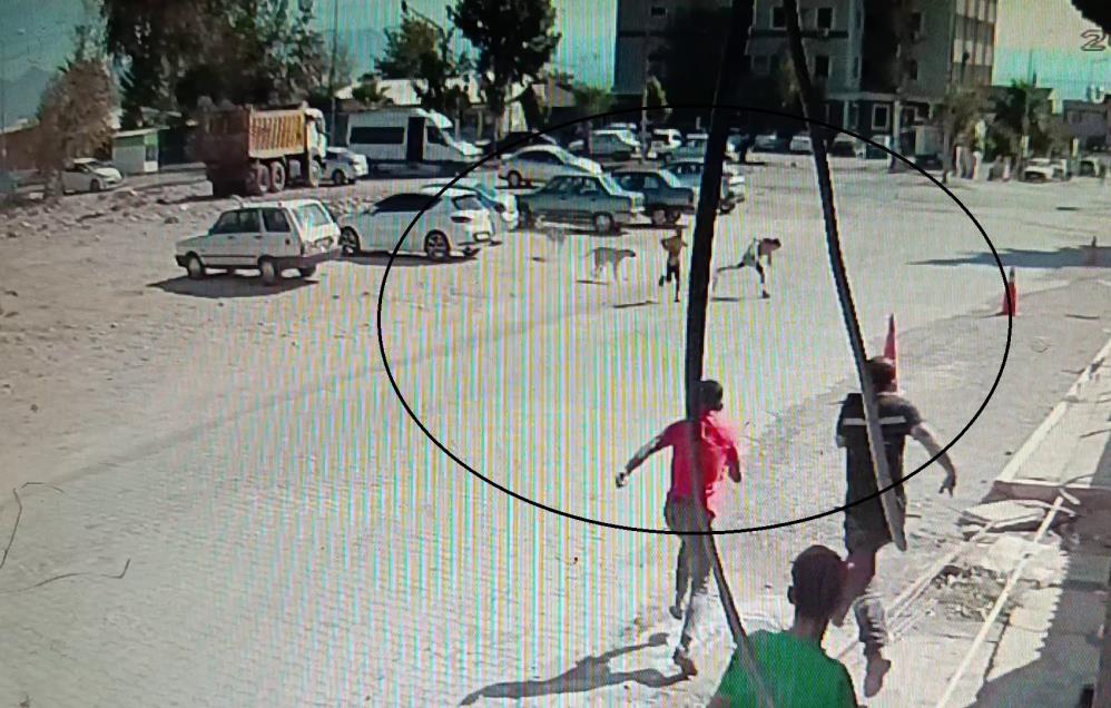 Hassa’da Sokak Köpekleri 2 Çocuğa Saldırdı, Vatandaşlar Müdahale Etti Hatay’ın Hassa ilçesinde, sokak köpeklerinin saldırısına uğrayan iki çocuk, vatandaşların
