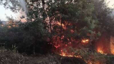   Hatay’ın Dörtyol ilçesinde çıkan orman yangını ekiplerin hızlı müdahalesi