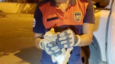 Hatay’ın İskenderun ilçesinde bir aracın motor bölümüne giren yavru kedi,