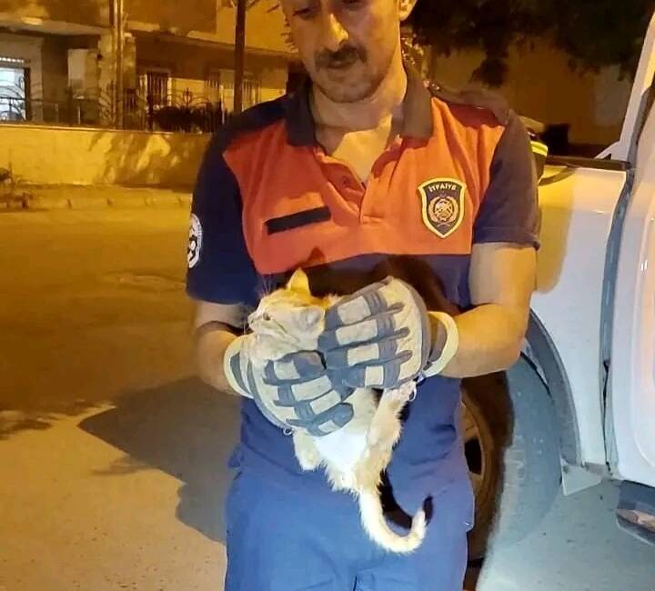 Hatay’ın İskenderun ilçesinde bir aracın motor bölümüne giren yavru kedi,