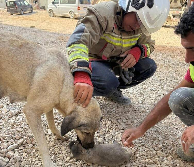 Hatay’ın Antakya ilçesinde minik bir canın düşme tehlikesi, itfaiye ekiplerinin