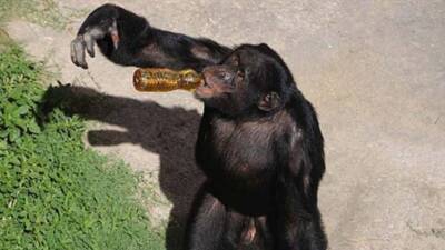 Yaban şempanzeleri, günlük beslenme alışkanlıkları nedeniyle, günde bir şişe bira