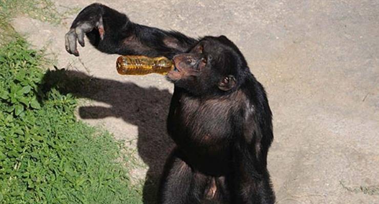 Şempanzelerin gizli alkol keyfi Yaban şempanzeleri, günlük beslenme alışkanlıkları nedeniyle, günde bir şişe bira