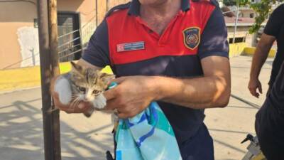 Hatay’ın İskenderun ilçesinde apartman boşluğuna düşen yavru kedi, itfaiye ekiplerinin