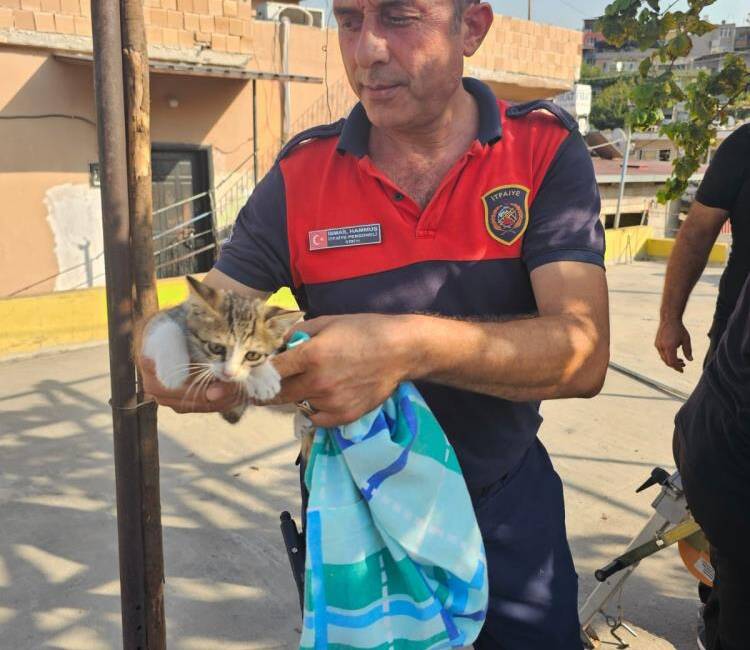 Hatay’ın İskenderun ilçesinde apartman boşluğuna düşen yavru kedi, itfaiye ekiplerinin