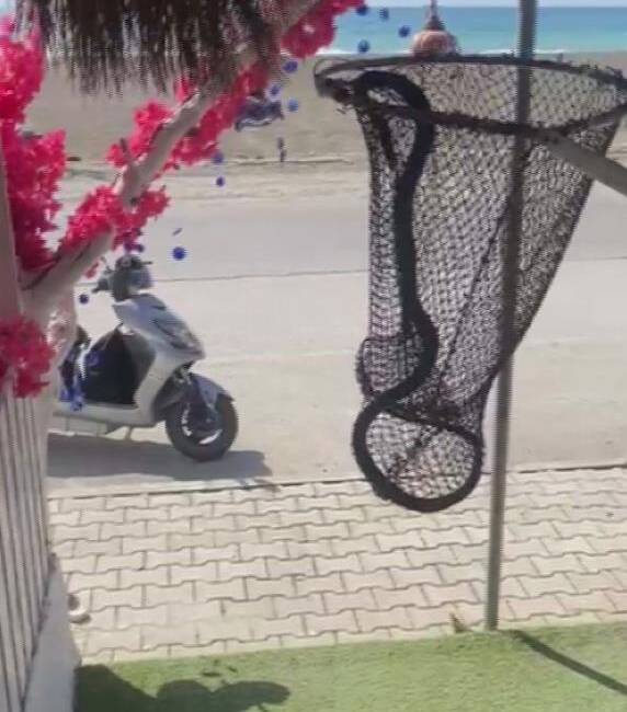 Hatay’ın Samandağ ilçesinde, hava sıcaklıklarının artmasıyla serinlemek isteyen bir yılan,