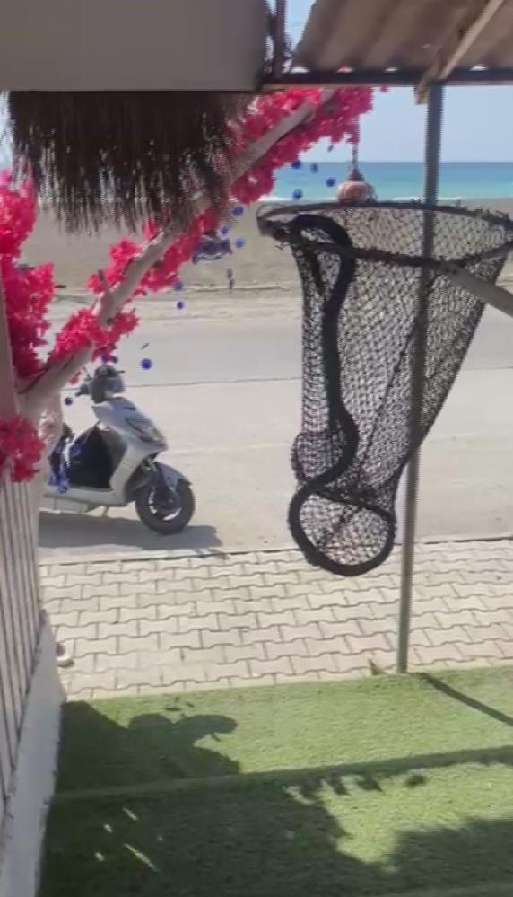 Hatay’ın Samandağ ilçesinde, hava sıcaklıklarının artmasıyla serinlemek isteyen bir yılan,