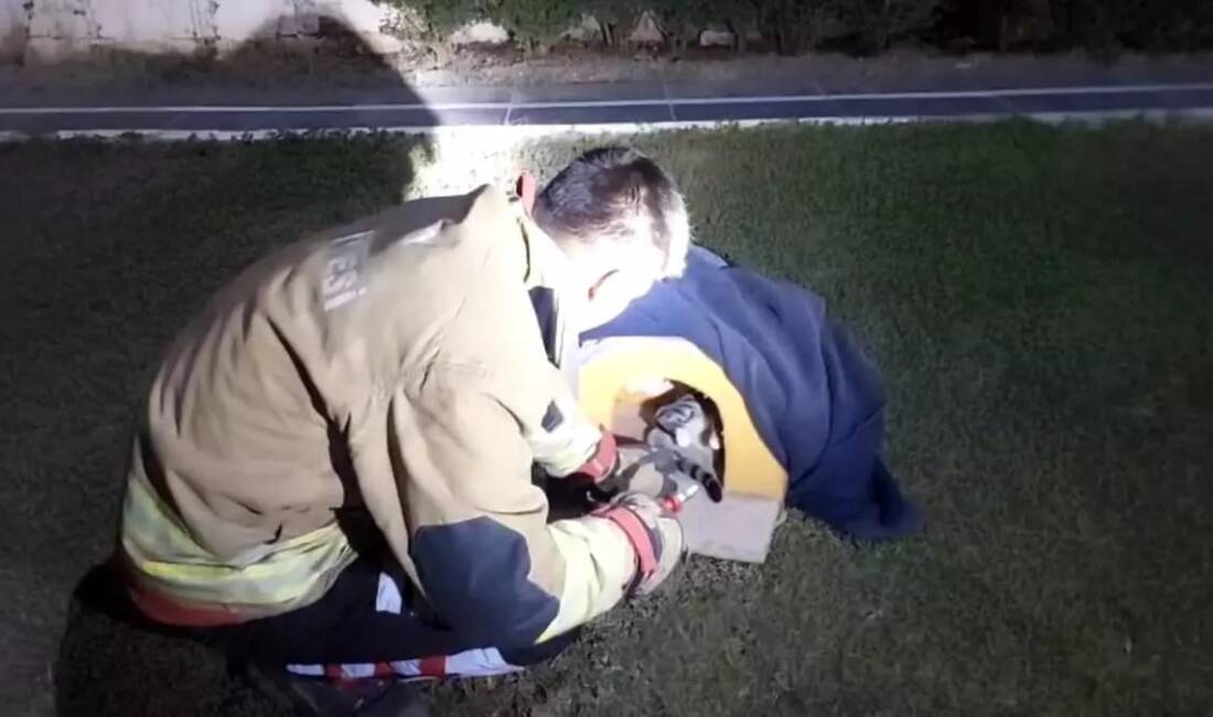 Hatay’ın Arsuz ilçesinde balık misinasına dolanarak yaralanan kedi, itfaiye ekiplerinin