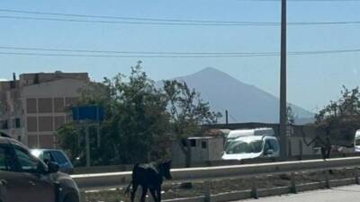Hatay’ın Antakya ilçesi Kuzeytepe Mahallesi’nde ilginç bir olay yaşandı. Ahıra