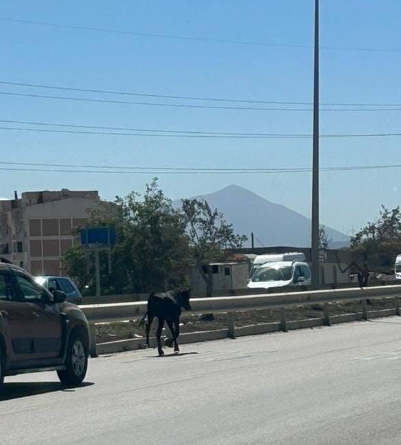 Hatay’ın Antakya ilçesi Kuzeytepe Mahallesi’nde ilginç bir olay yaşandı. Ahıra