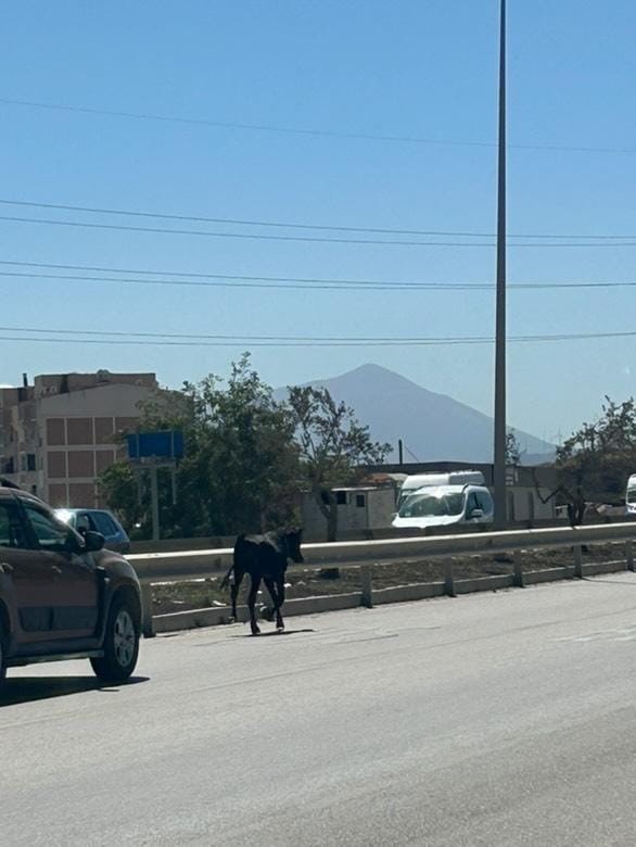 Hatay’ın Antakya ilçesi Kuzeytepe Mahallesi’nde ilginç bir olay yaşandı. Ahıra