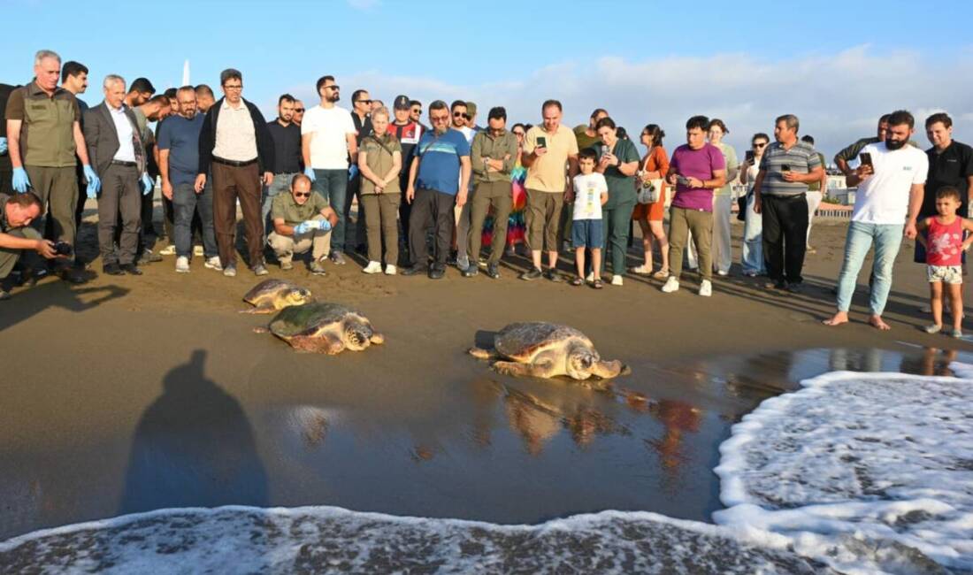 Hatay Mustafa Kemal Üniversitesi (HMKÜ) Deniz Kaplumbağaları İlk Yardım ve