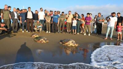 Hatay Mustafa Kemal Üniversitesi (HMKÜ) Deniz Kaplumbağaları İlk Yardım ve