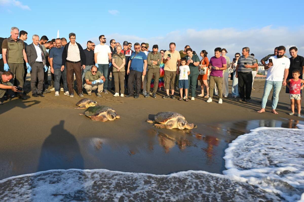 Hatay Mustafa Kemal Üniversitesi (HMKÜ) Deniz Kaplumbağaları İlk Yardım ve