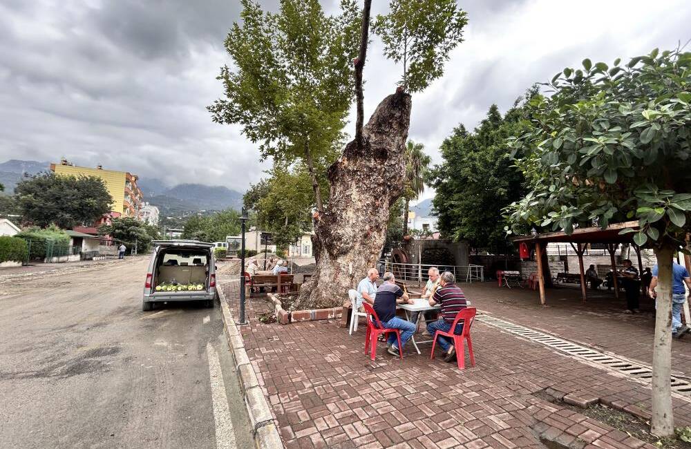 Hatay’ın Payas ilçesinde bulunan 500 yıllık çınar ağacı, yıllara meydan