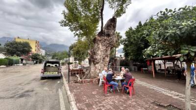 Hatay’ın Payas ilçesinde bulunan 500 yıllık çınar ağacı, yıllara meydan