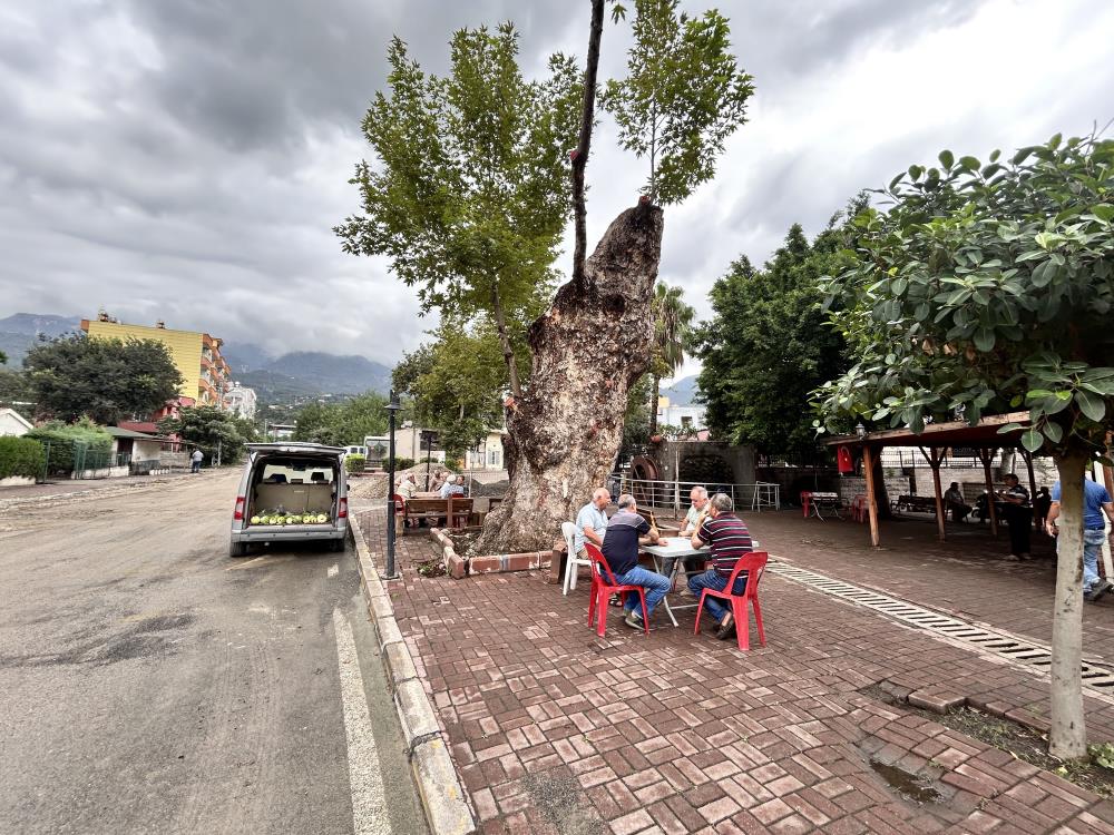 Hatay’ın Payas ilçesinde bulunan 500 yıllık çınar ağacı, yıllara meydan