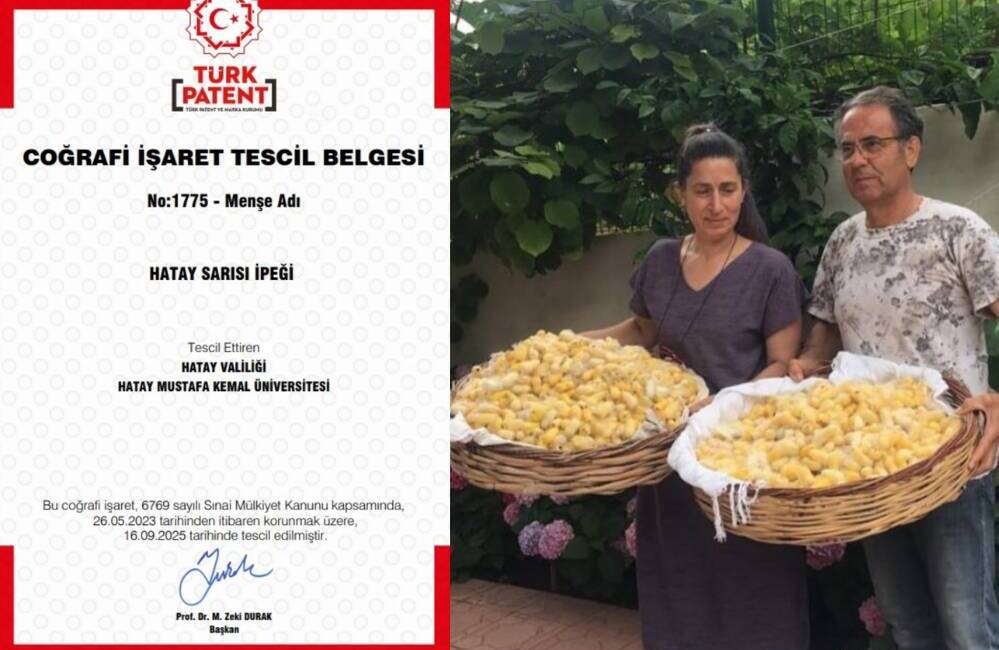 Hatay’ın kaybolmaya yüz tutmuş kadim değerlerinden biri olan Hatay Sarısı