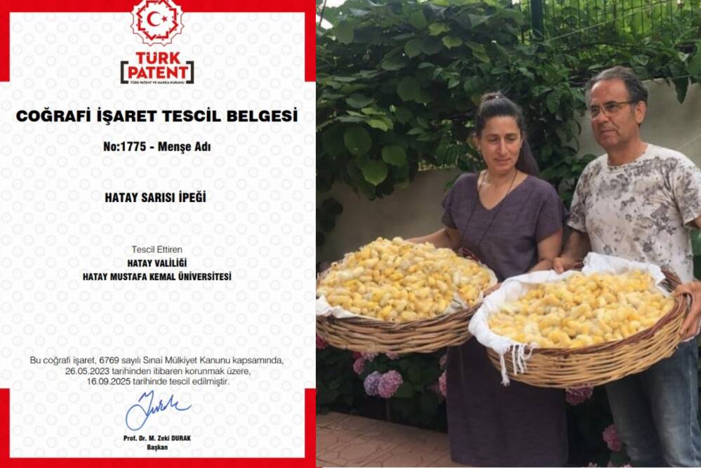 Hatay’ın kaybolmaya yüz tutmuş kadim değerlerinden biri olan Hatay Sarısı