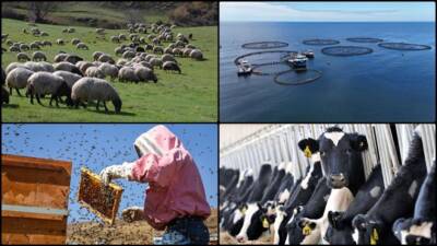 2024-2026 yıllarında yapılacak hayvancılık desteklemelerine ilişkin kararda değişiklik öngören Cumhurbaşkanı