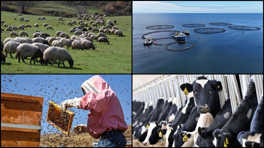 2024-2026 yıllarında yapılacak hayvancılık desteklemelerine ilişkin kararda değişiklik öngören Cumhurbaşkanı