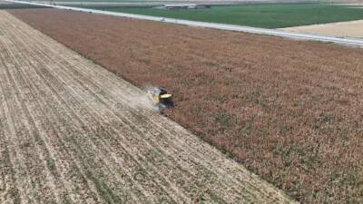 Hatay’da yaz mevsiminin kurak geçmesi, bölgedeki mısır üretimini olumsuz etkiledi.