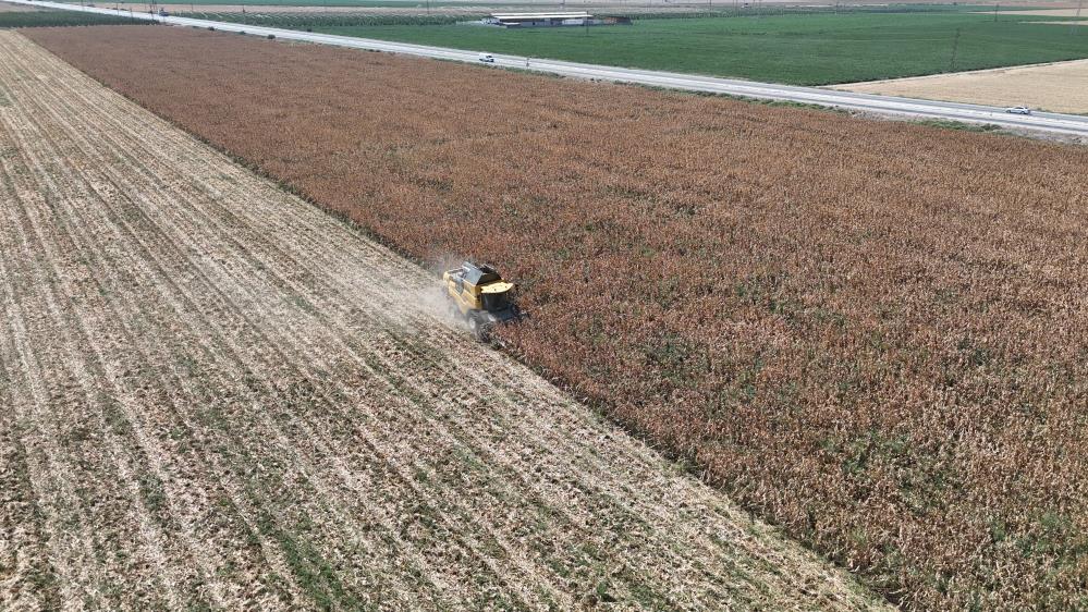 Hatay’da yaz mevsiminin kurak geçmesi, bölgedeki mısır üretimini olumsuz etkiledi.