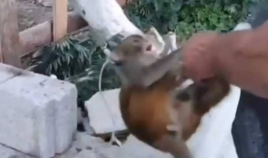 Hatay’ın Altınözü ilçesine bağlı Avuttepe Mahallesi’nde bir kişinin maymuna eziyet