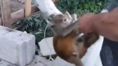 Hatay’ın Altınözü ilçesine bağlı Avuttepe Mahallesi’nde bir kişinin maymuna eziyet