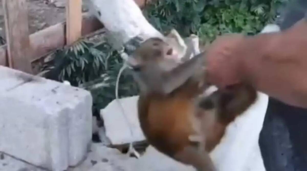 Hatay’ın Altınözü ilçesine bağlı Avuttepe Mahallesi’nde bir kişinin maymuna eziyet