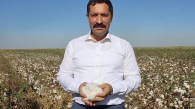   Hatay’ın bereketli toprakları olan Amik Ovası’nda beyaz altın olarak