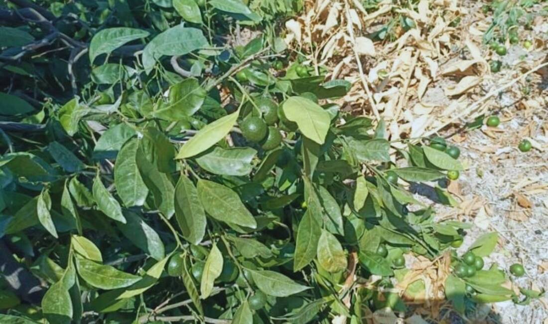 Hatay’ın Samandağ ilçesinde Kurtderesi Mahallesi sakinleri, 2 hafta önce tapulu