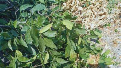 Hatay’ın Samandağ ilçesinde Kurtderesi Mahallesi sakinleri, 2 hafta önce tapulu