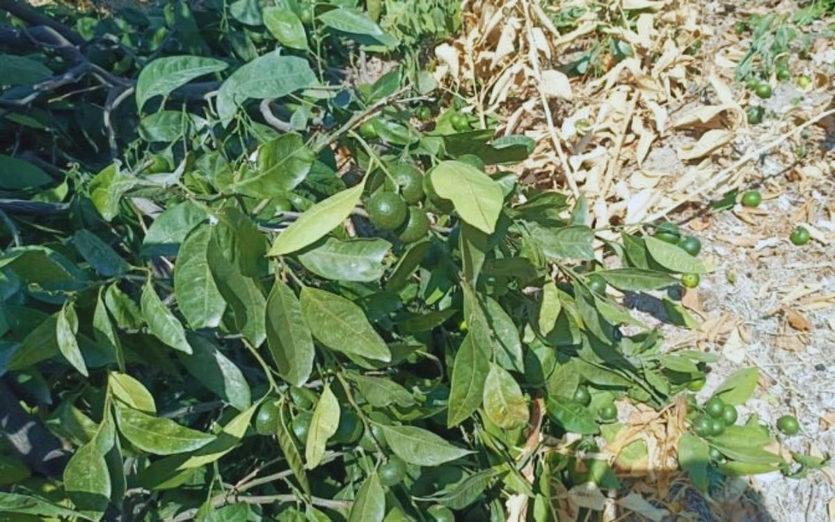 Hatay’ın Samandağ ilçesinde Kurtderesi Mahallesi sakinleri, 2 hafta önce tapulu
