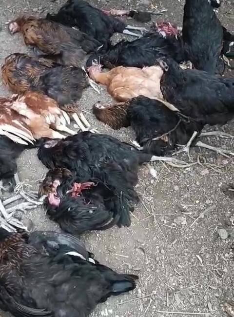 Hatay’ın Arsuz ilçesine bağlı Hüyük Mahallesi’nde hobi amaçlı tavuk besleyen