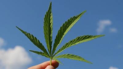 Türkiye’de kenevirin meşrulaştırılması yönünde hızla atılan adımlar, sağlık meslek örgütlerinden