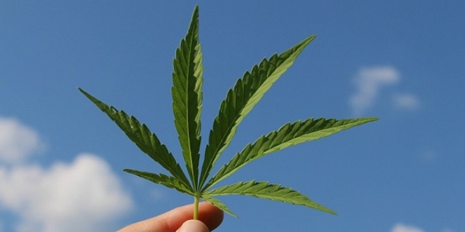 Türkiye’de kenevirin meşrulaştırılması yönünde hızla atılan adımlar, sağlık meslek örgütlerinden