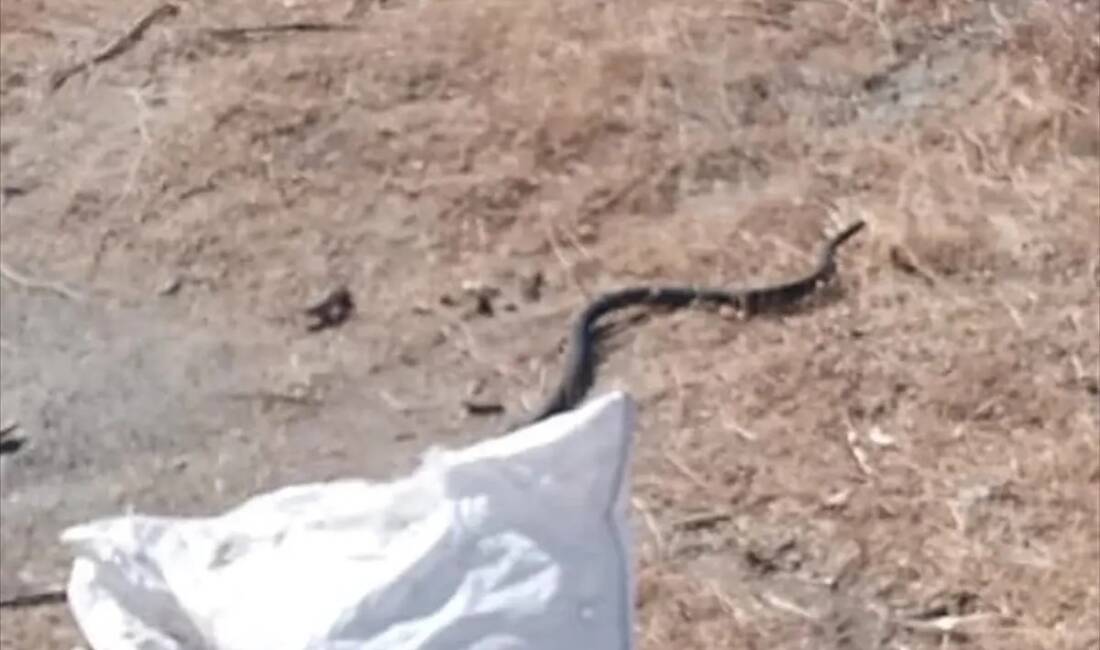 Hatay’ın İskenderun ve Erzin ilçelerinde evlere giren yılanlar, vatandaşlarda korku