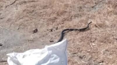 Hatay’ın İskenderun ve Erzin ilçelerinde evlere giren yılanlar, vatandaşlarda korku