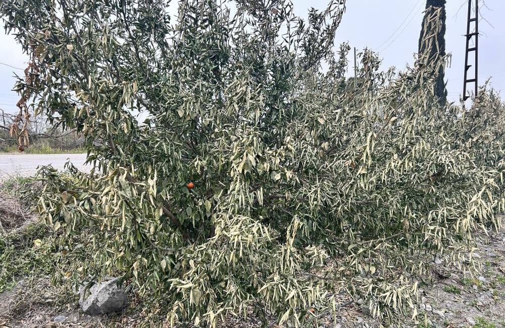 Zirai Don Nedeniyle Hataylı Çiftçilere Destek Ödemesi “2025 Yılında Meydana Gelen Zirai Don Nedeniyle Ürünleri Hasar Gören