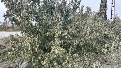 “2025 Yılında Meydana Gelen Zirai Don Nedeniyle Ürünleri Hasar Gören