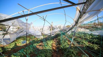 Tarım ve Orman Bakanı İbrahim Yumaklı, eylül ayında devlet destekli