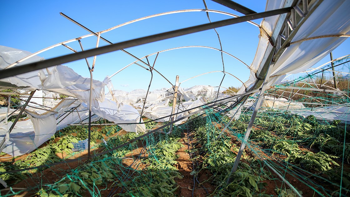 Tarım ve Orman Bakanı İbrahim Yumaklı, eylül ayında devlet destekli