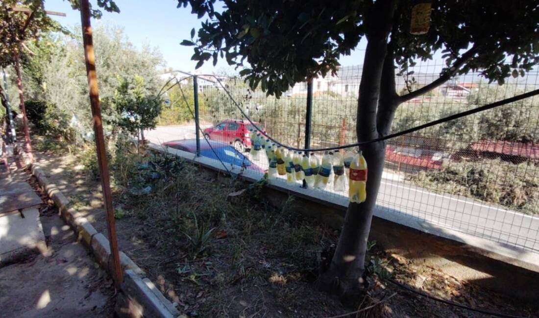 Liseli öğrencilerden Akdeniz meyve sineğine doğal tuzak Hatay’ın Samandağ ilçesinde bir lise, Akdeniz meyve sineğine karşı ilaçsız
