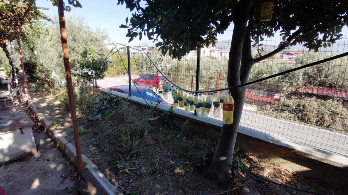 Hatay’ın Samandağ ilçesinde bir lise, Akdeniz meyve sineğine karşı ilaçsız